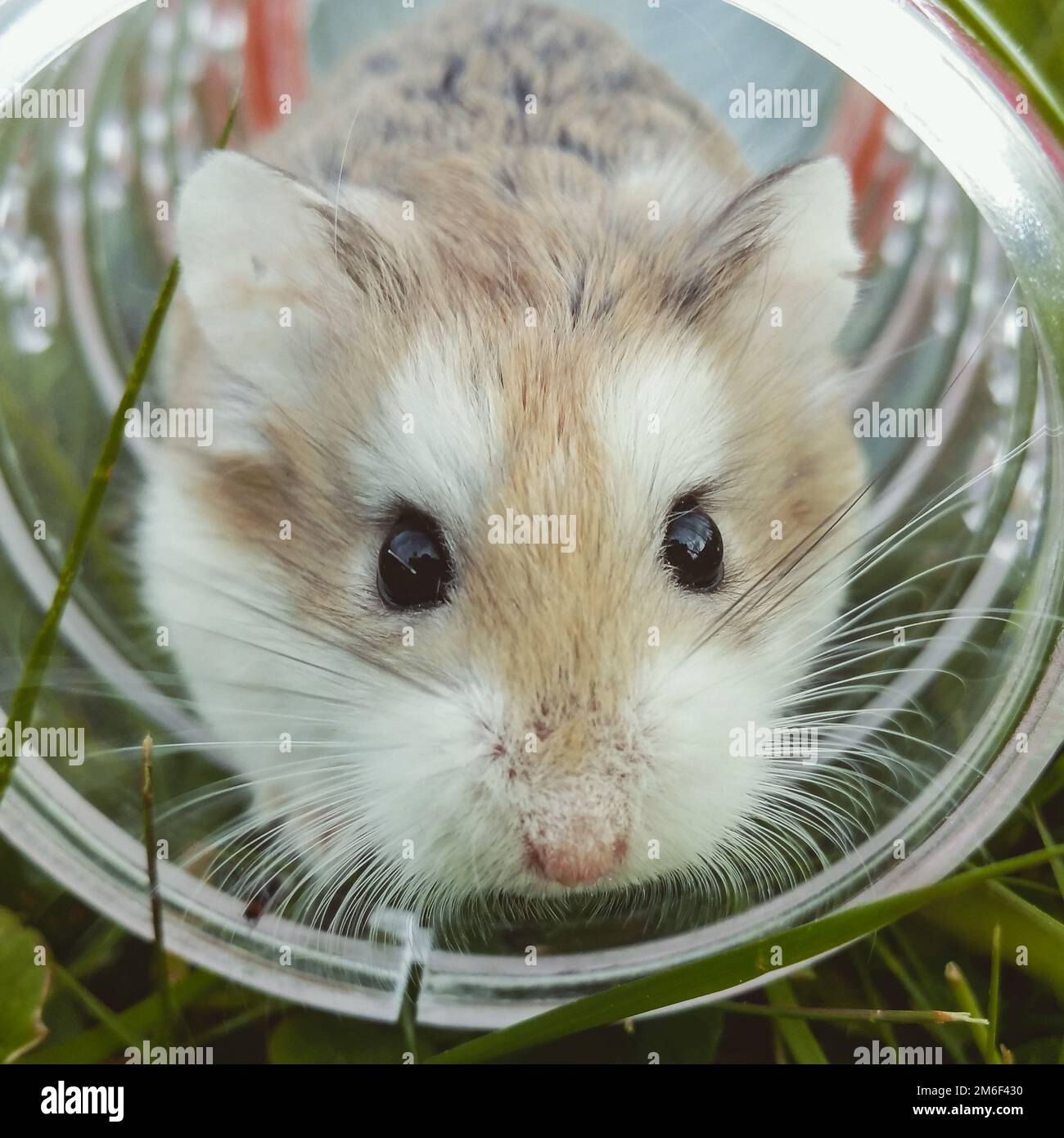 Criceto fatto in casa in una gabbia in una ruota. Roditori domestici. Foto Stock