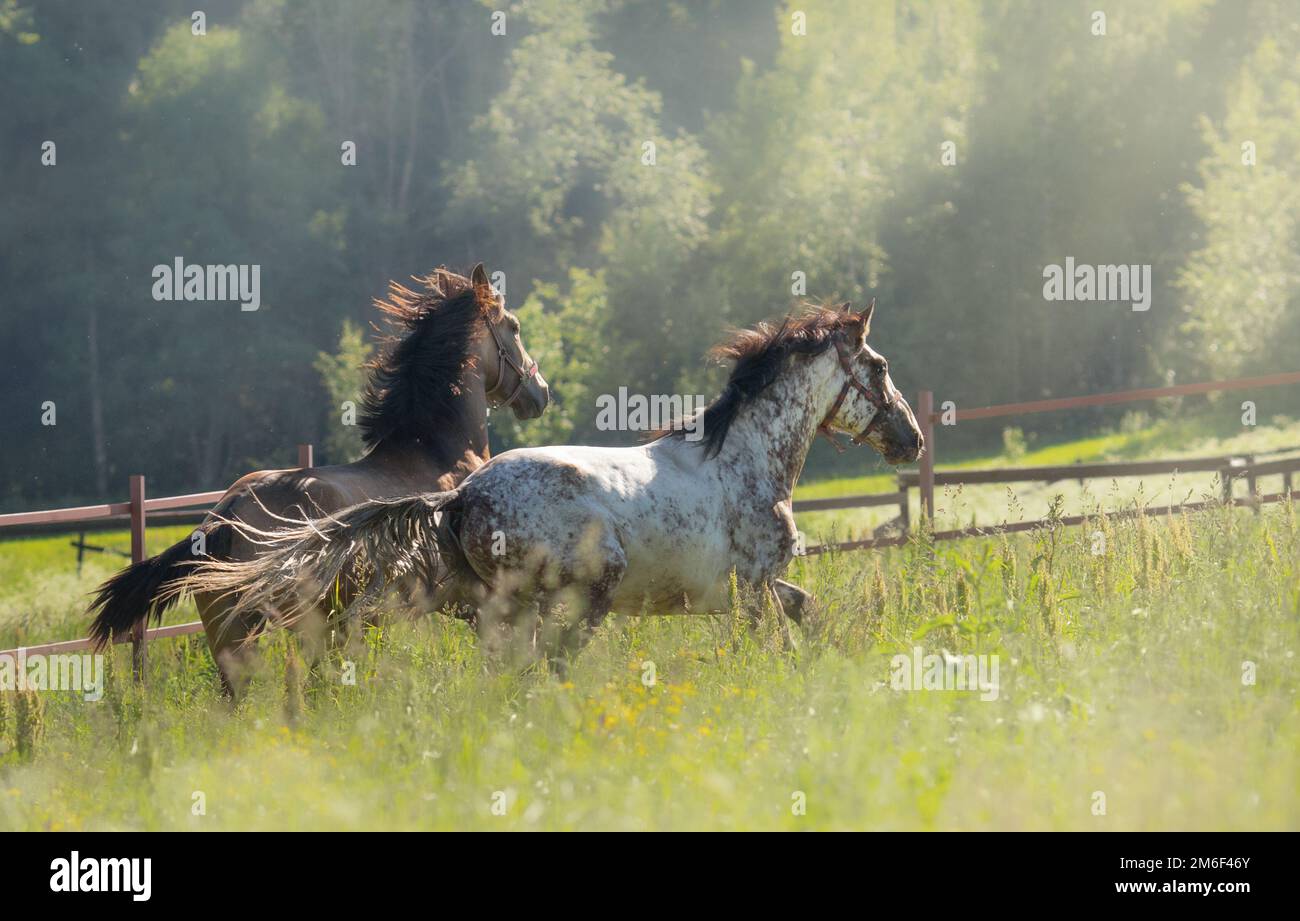 Mandria di cavalli spagnoli passeggiate in campo. Due stalloni che alloggano sul pascolo in estate. Foto Stock