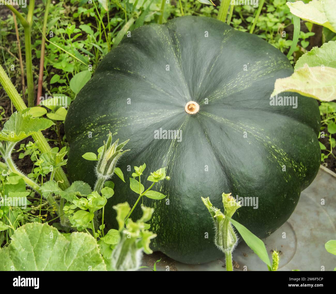 Una grande zucca verde fresca su un letto da giardino su un Bush nel giardino. concetto di crescita organica vege Foto Stock
