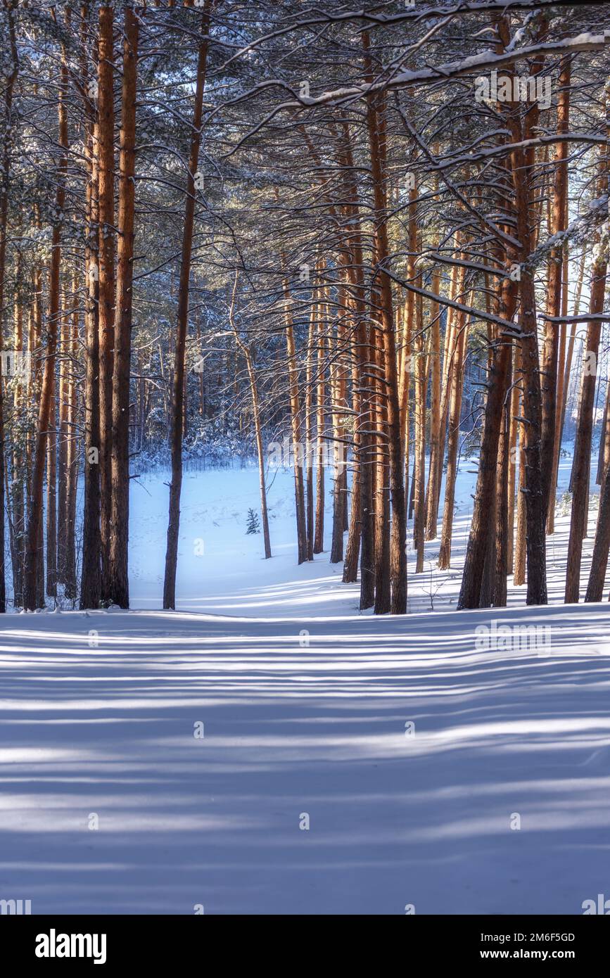 Paesaggio con pineta innevata Foto Stock