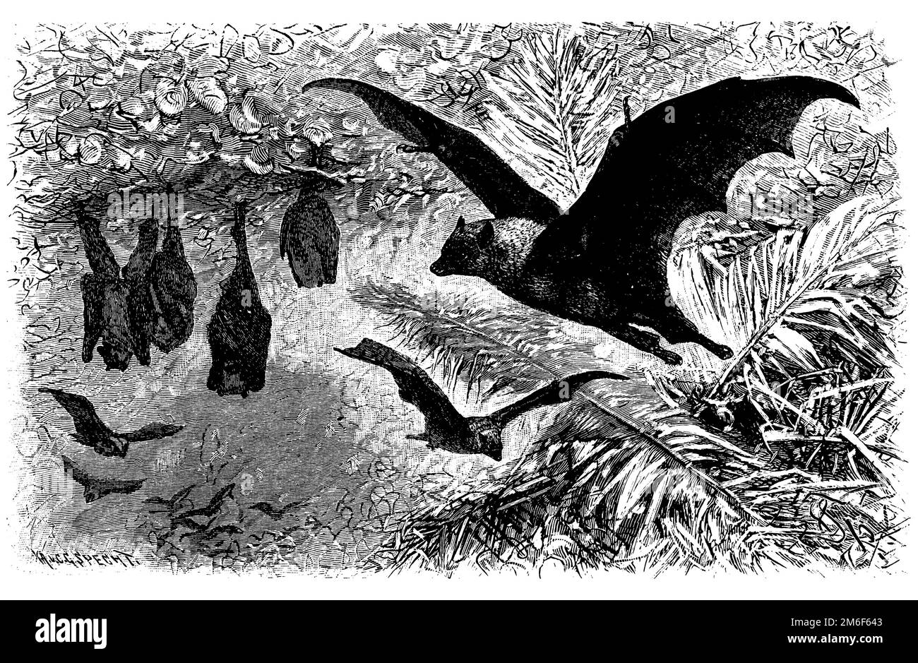 Pteropus melanotus, Pteropus melanotus, Friedrich Specht (enciclopedia, 1890), Fliegender Hund, Pteropus melanotus Foto Stock