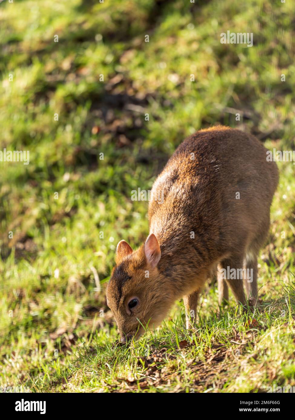 Muntjac Deer nutrire su erba Foto Stock