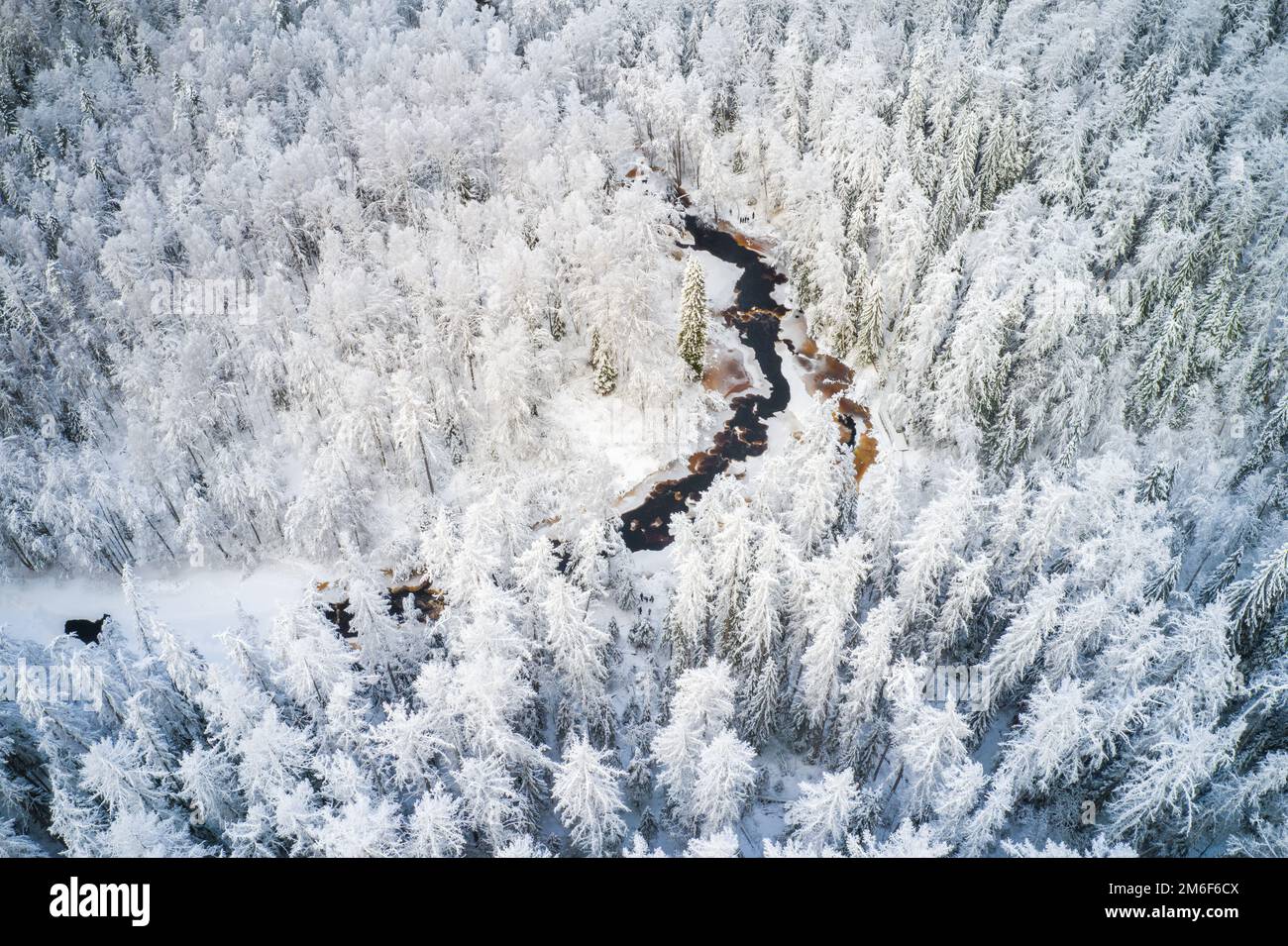 Bella foresta invernale e fiume Foto Stock