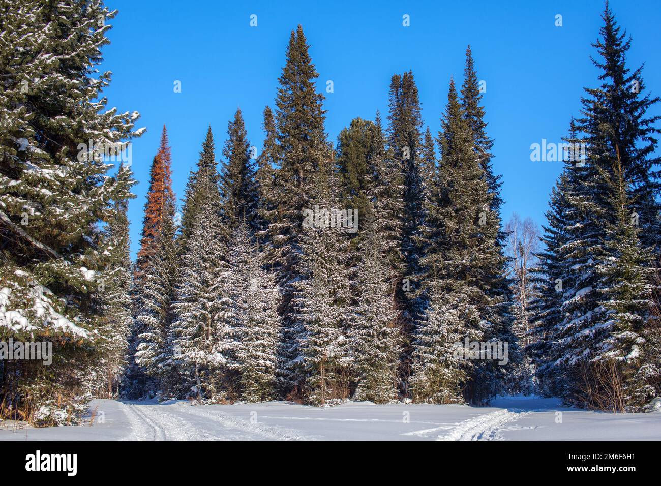 Una passeggiata attraverso la foresta invernale. Bellissimo paesaggio invernale. Foto Stock