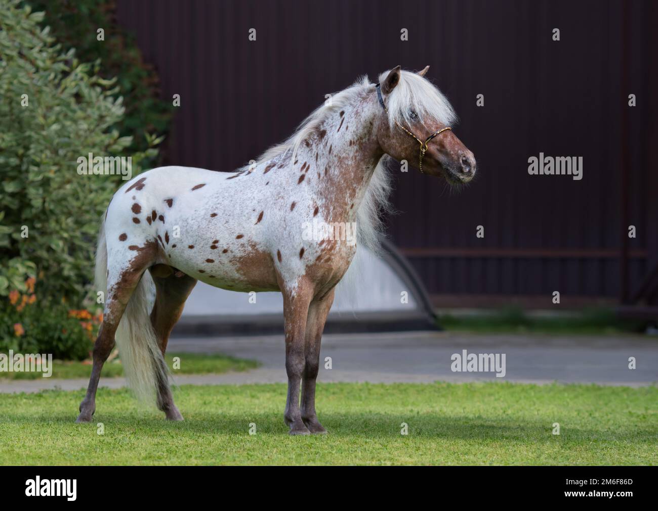 Appaloosa cavallo americano in miniatura in piedi su erba verde in giardino. Foto Stock
