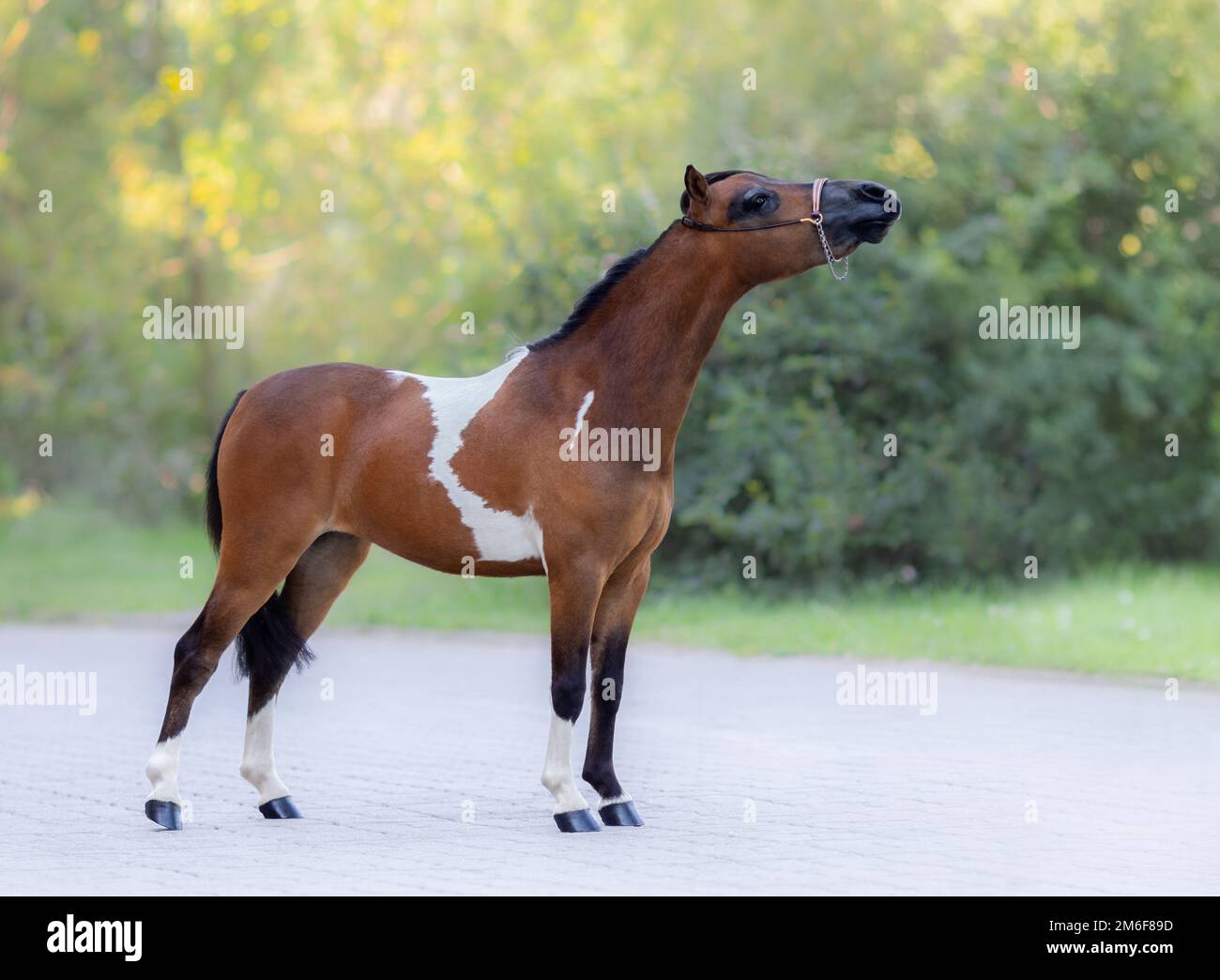 Ritratto a corpo intero di Skewbald American Miniature Horse in piedi su sfondo naturale. Foto Stock