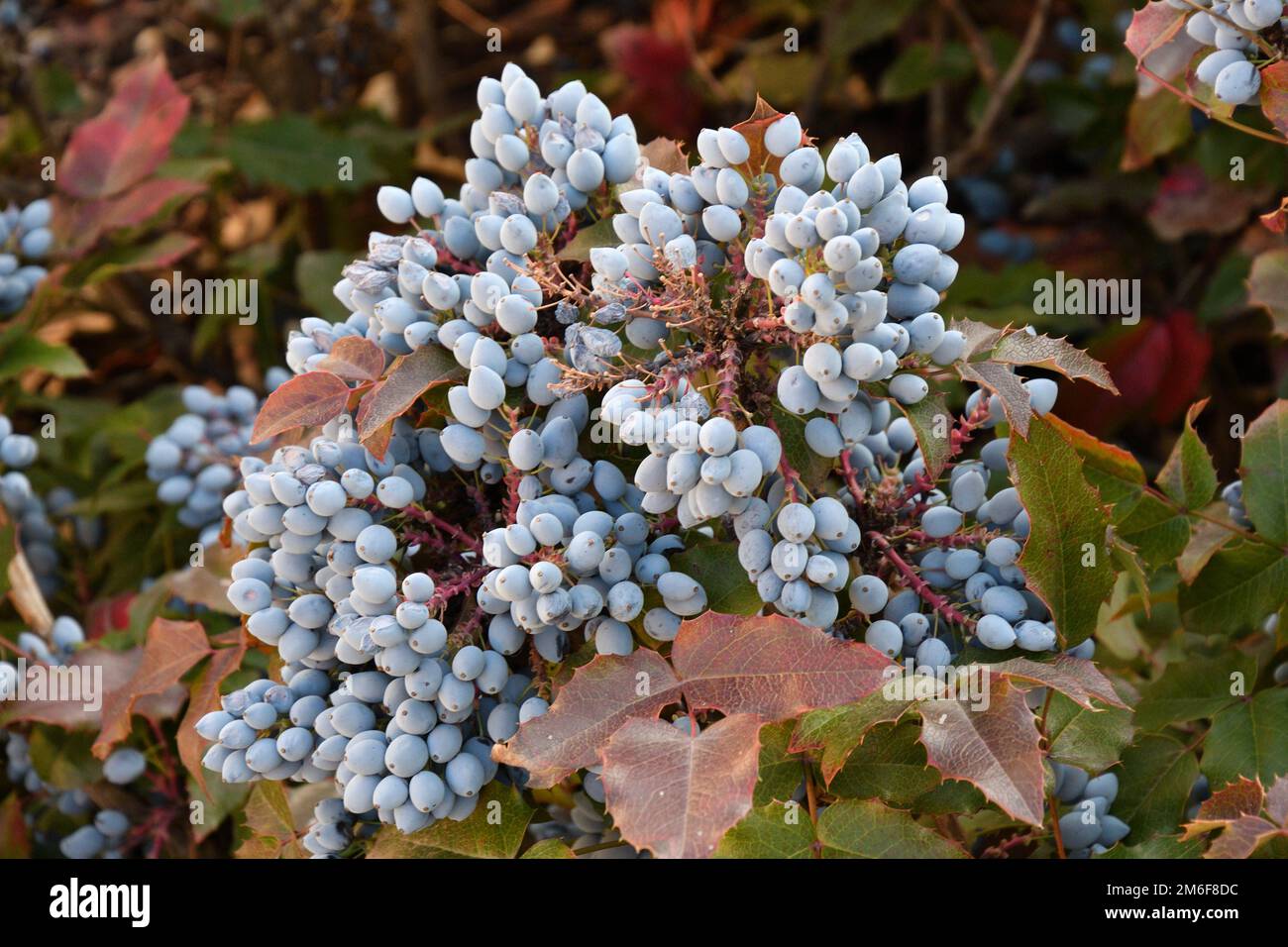 Bacche di Mahonia blu (la. Mahonia aquifolium) o l'Oregon uve in giardino d'autunno Foto Stock