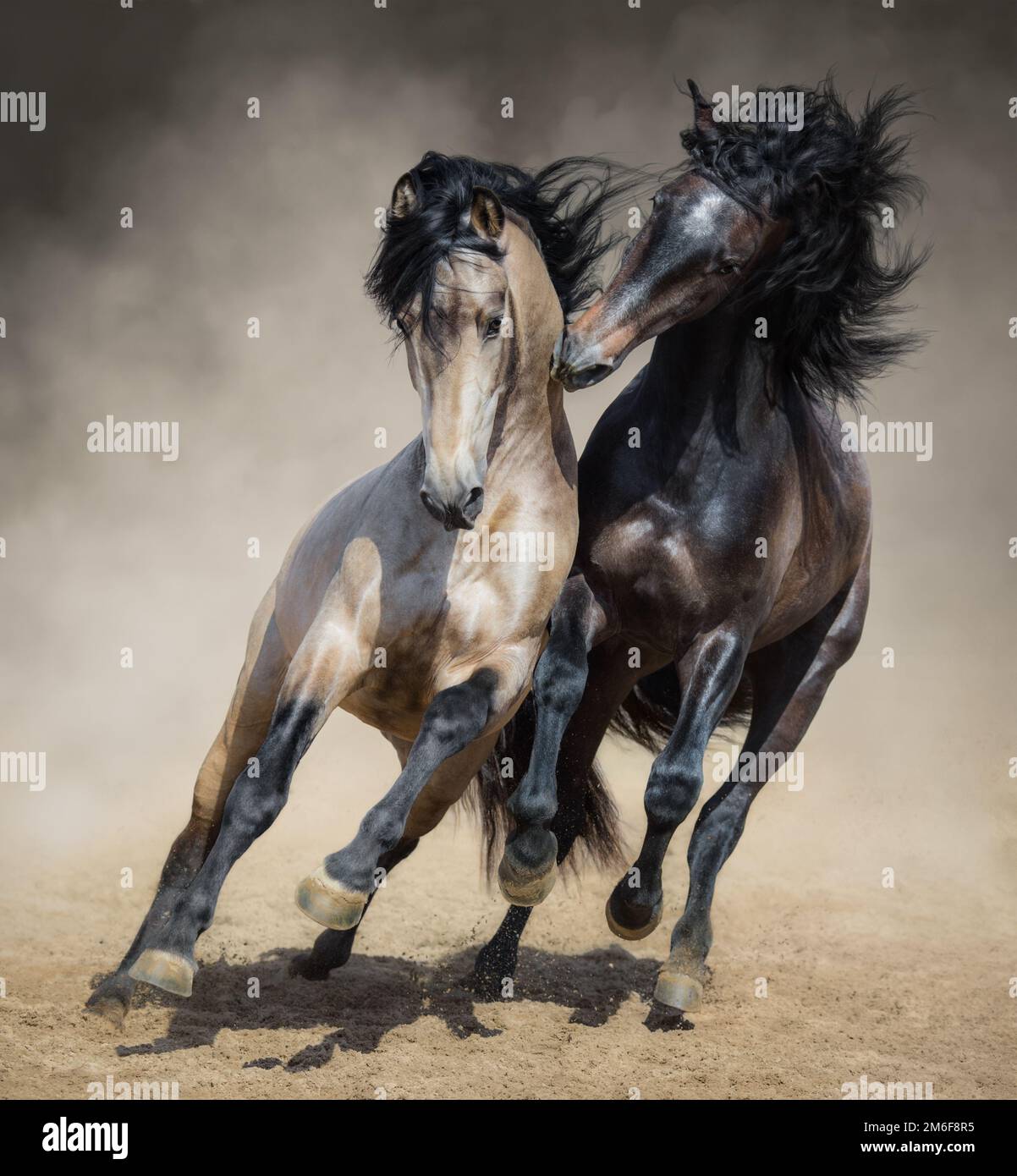 Stallone spagnolo rosso-grigio gioca con lo stallone spagnolo dun in polvere di sabbia. Foto Stock