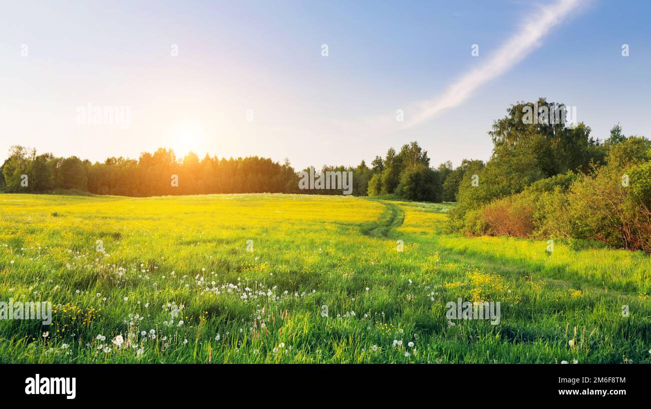 Fiori gialli collina e cielo blu al tramonto Foto Stock