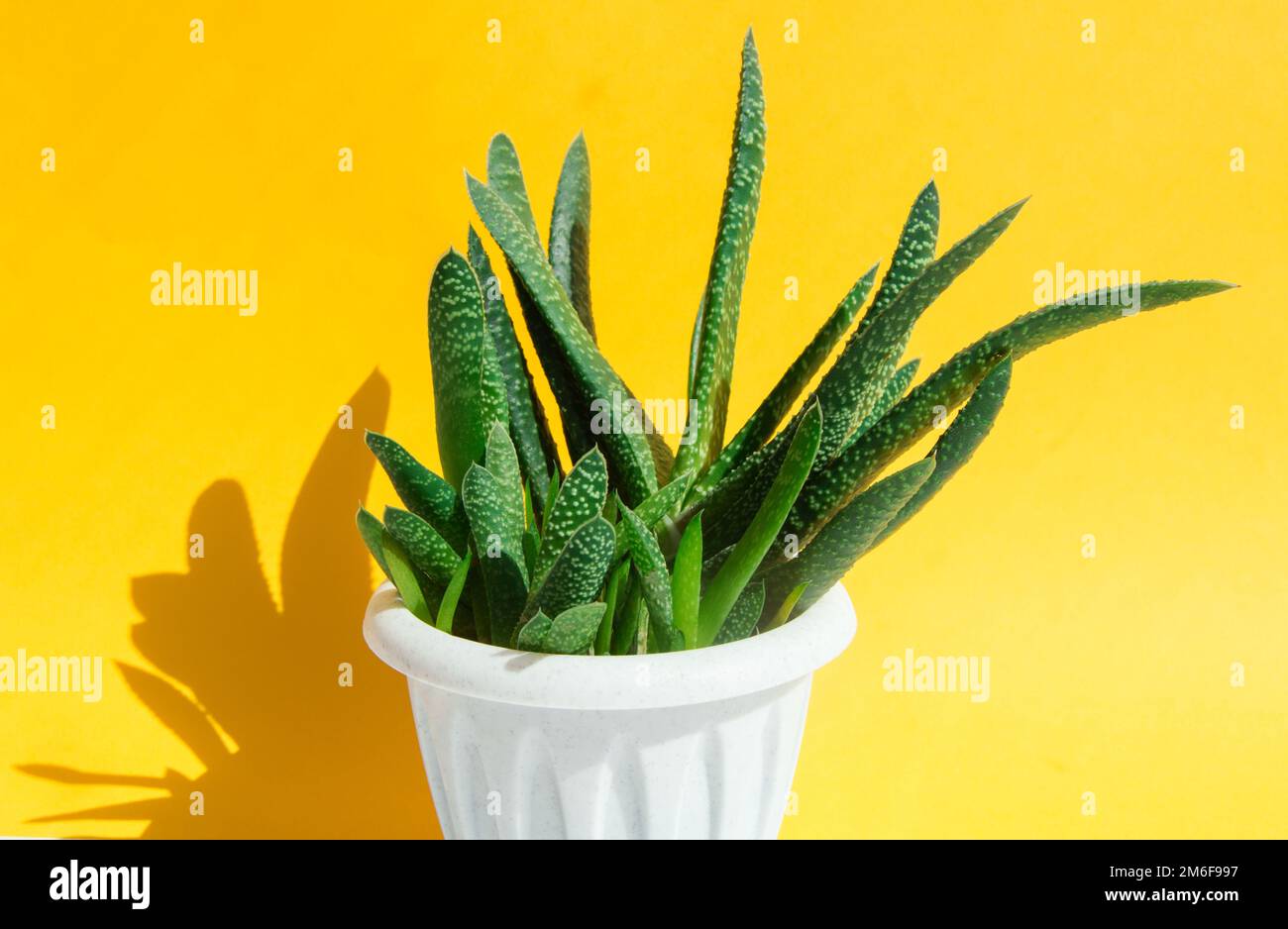 Fiore di aloe vera, usato per la medicina di erbe e la cosmetologia, su uno sfondo giallo, luce del sole brillante con un'ombra dura Foto Stock