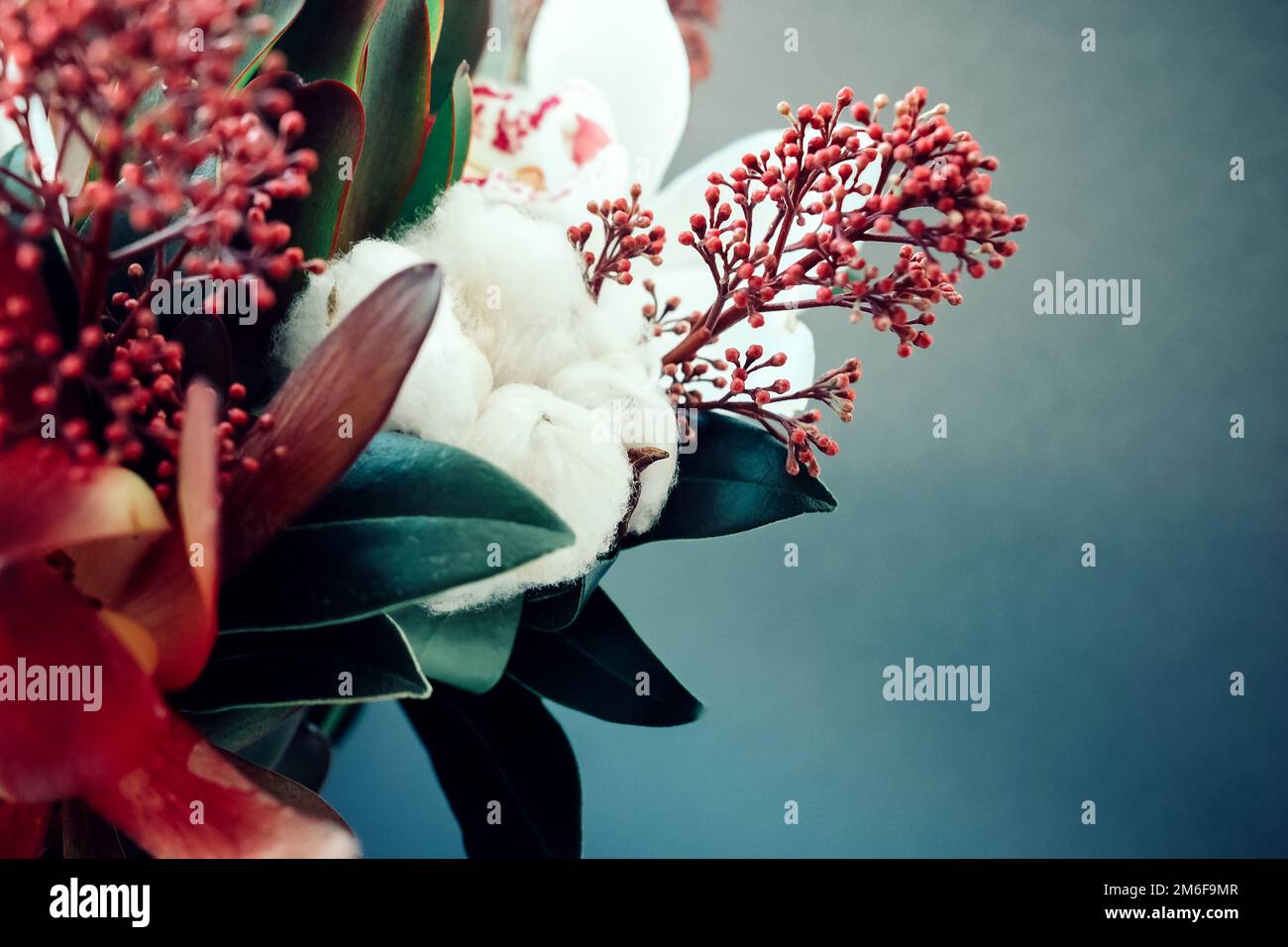 Bouquet con cotone su fondo scuro. Sfondo sfocato tutto intorno Foto Stock