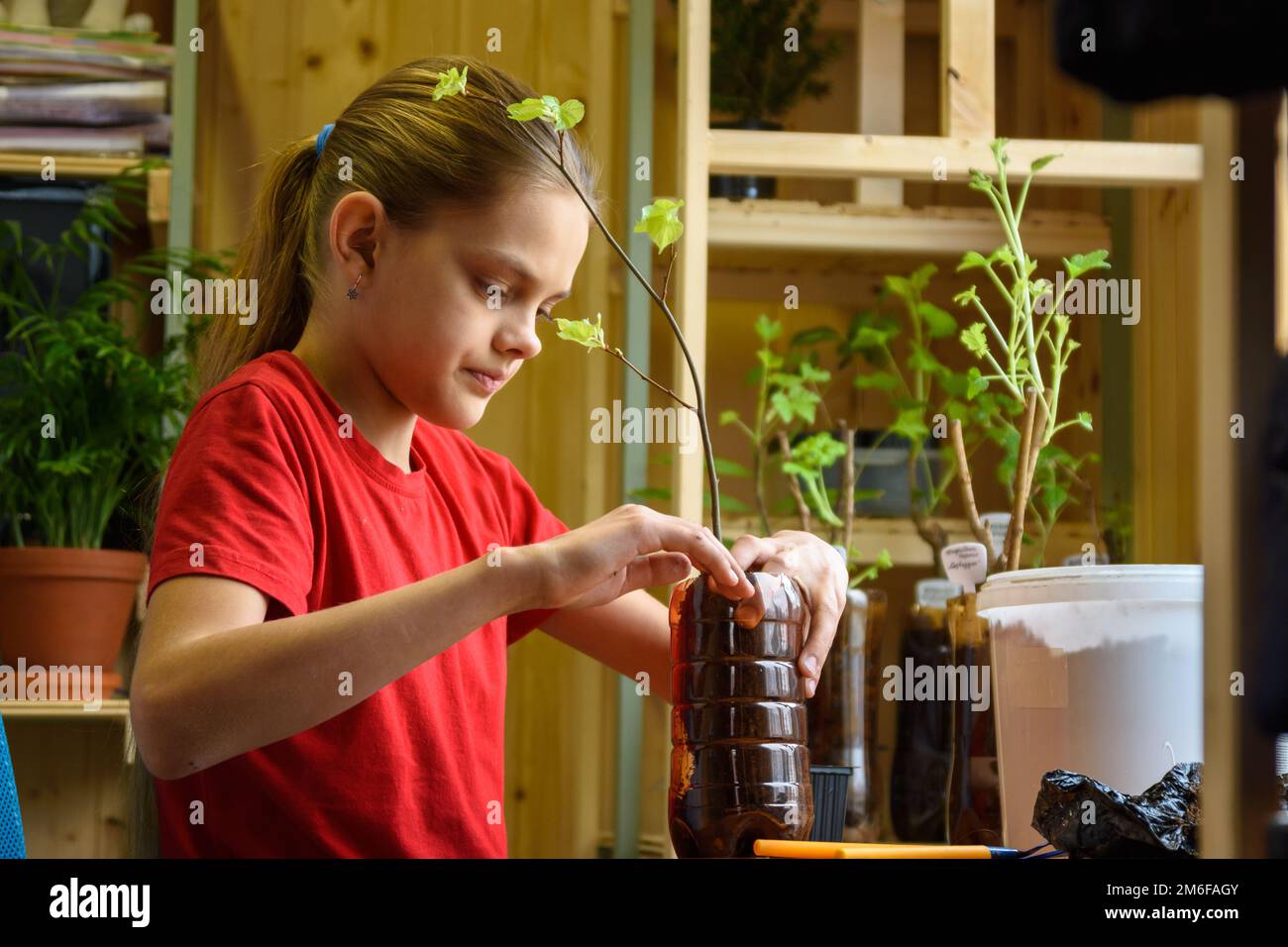 Una ragazza pianta piantine di piante da frutto in bottiglie di plastica per il giardino Foto Stock