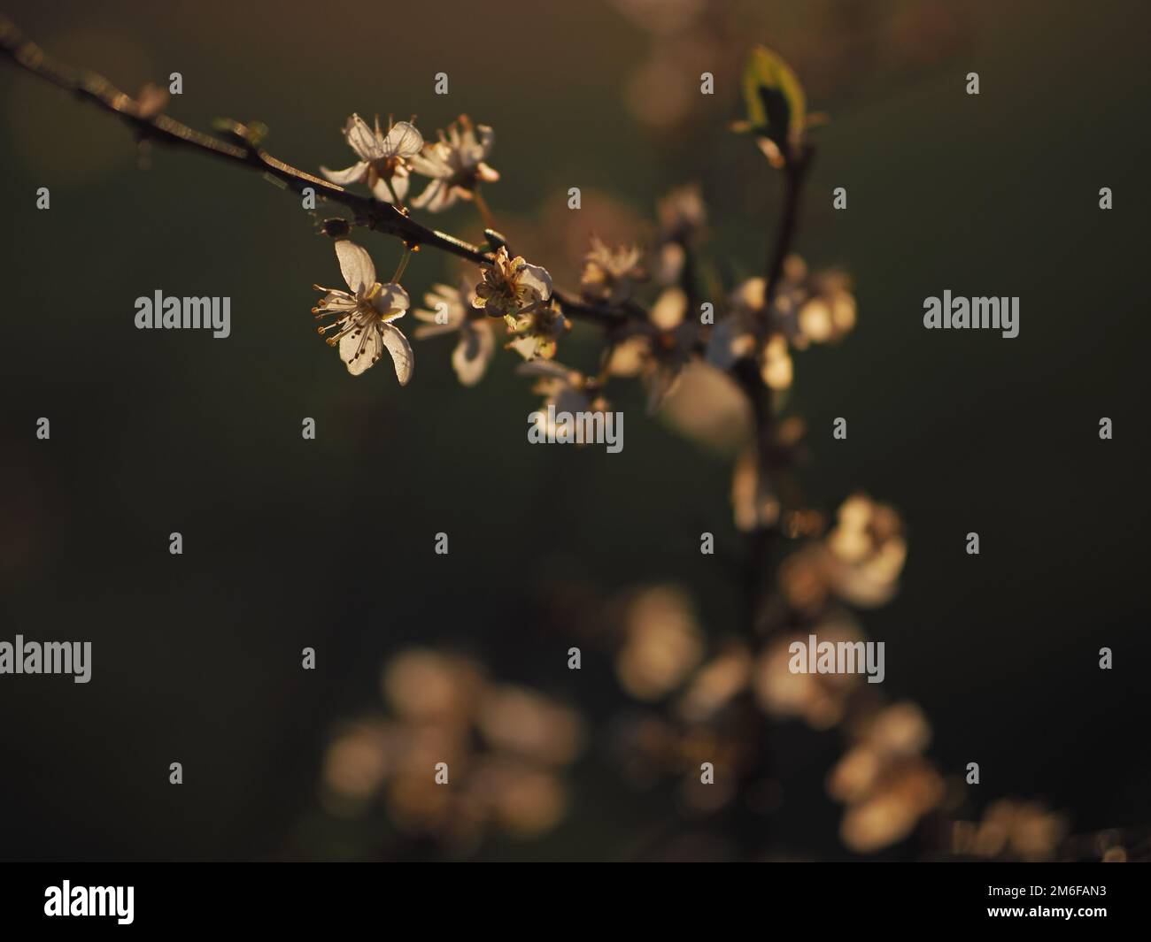 Primo piano sparare su albero di frutta fiorito primavera Foto Stock