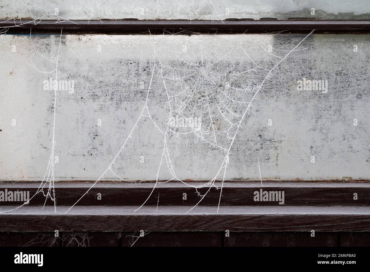Ragnatela di ragni ghiacciata su una finestra di serra. REGNO UNITO Foto Stock