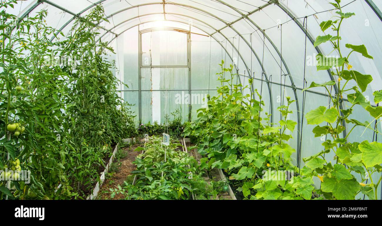 Cetrioli e pomodori crescono in un moderno arco solare in policarbonato serra, luce solare attraverso pareti trasparenti, il concetto di g Foto Stock