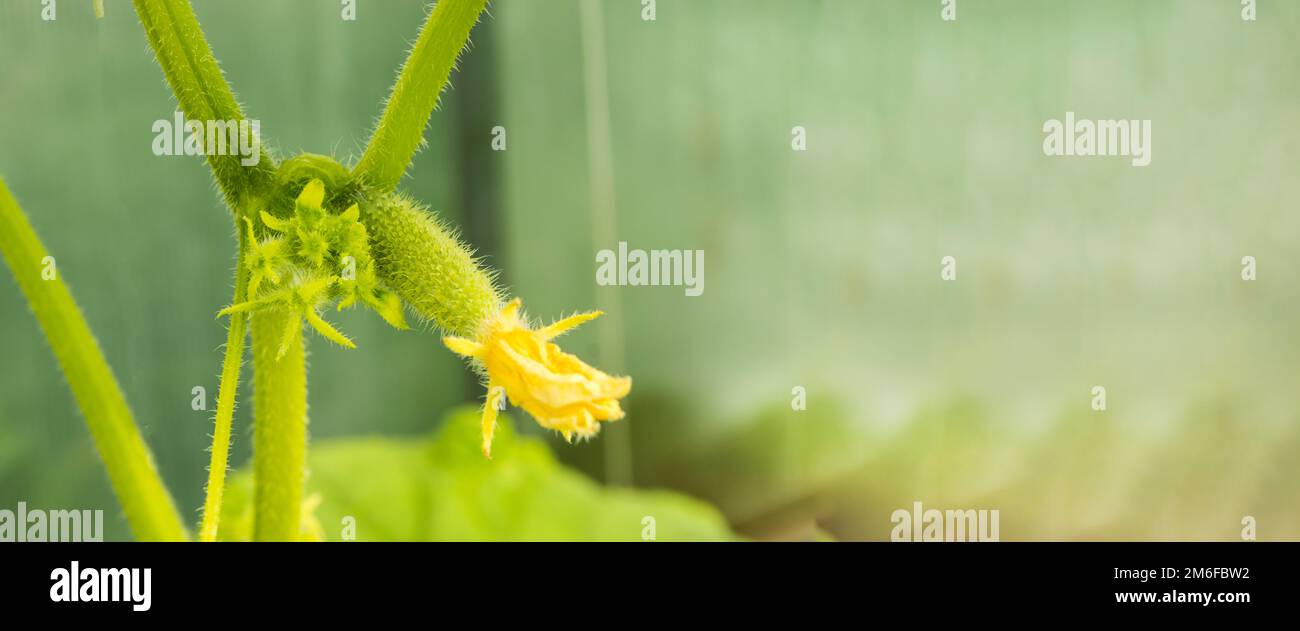 Le piante giovani sono verdi cetrioli con fiori appesi sul ramo Foto Stock
