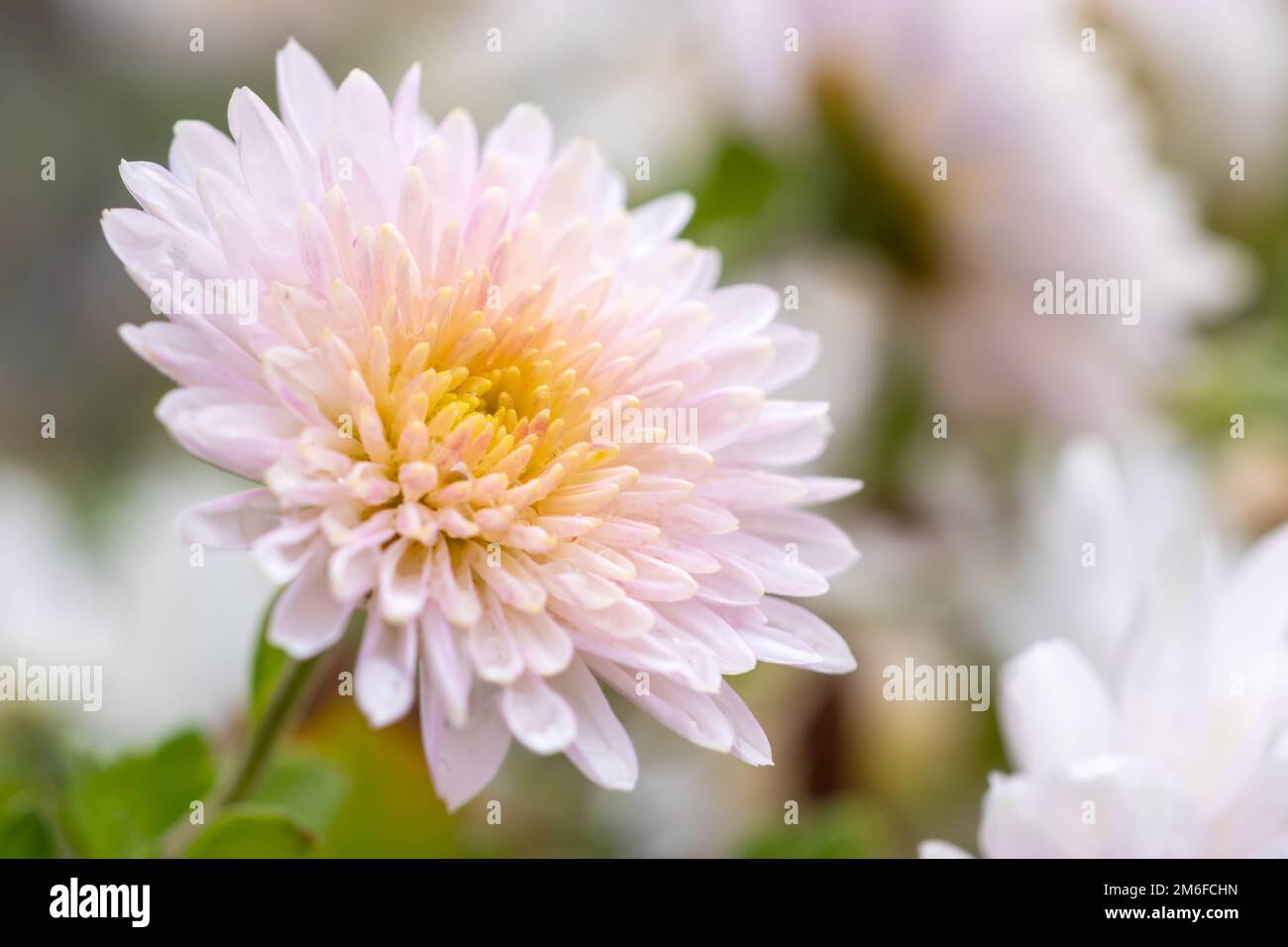 Primo piano foto di un mazzo di fiori bianchi di crisantemo con centri gialli e punte bianche sui loro petali. Modello di crisantemo nel parco dei fiori. Cl Foto Stock