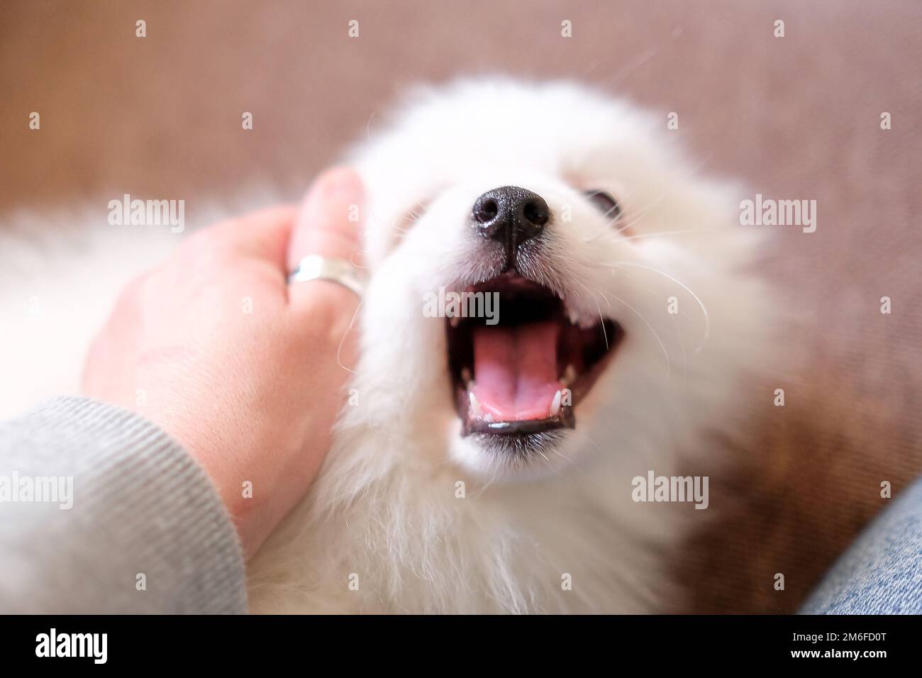 Gioca con il cucciolo. Cane bianco soffice. Primo piano, sfondo sfocato Foto Stock