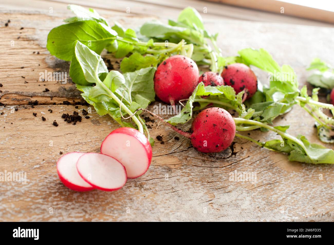 Affettare le ravanelli per gli ingredienti dell'insalata Foto Stock