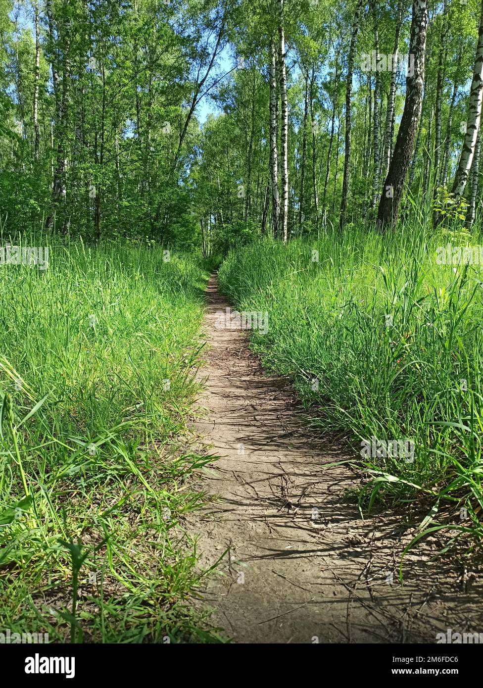 Sentiero attraverso il parco in primavera. Verde foresta di primavera con percorso. Erba alta verde sul sentiero forestale Foto Stock