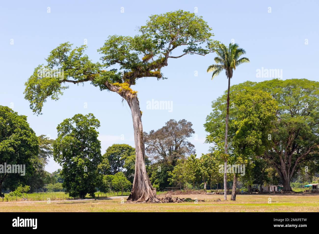Costa Rica, albero tipico dell'America Centrale chiamato Ceiba Foto Stock