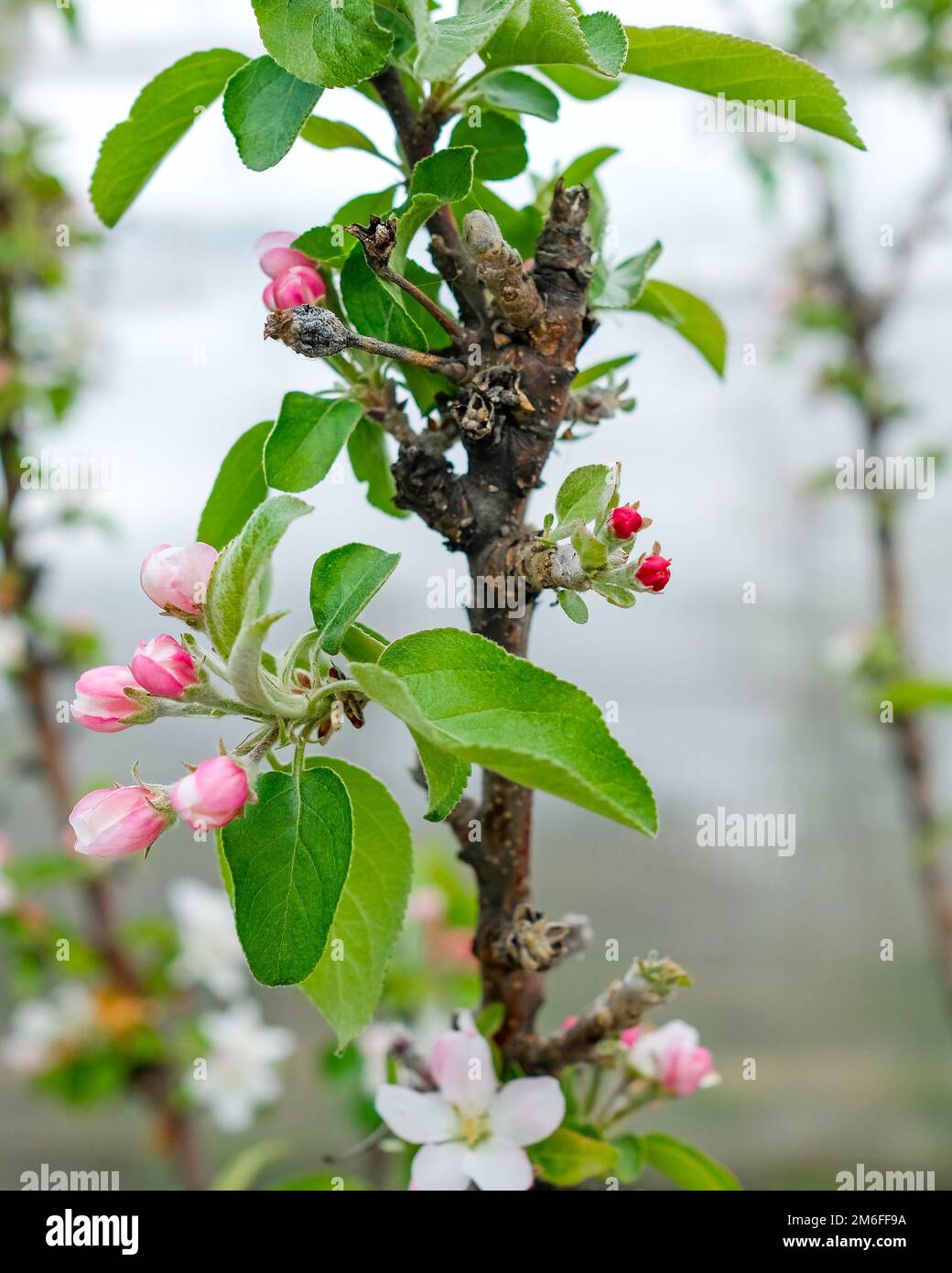 Il tronco è un albero colonnare di mela in primavera. Albero fiorente Foto Stock