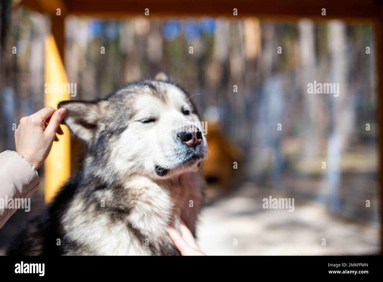 Un pastore malamuto dell'Alaska bello e gentile siede in un contenitore Foto Stock