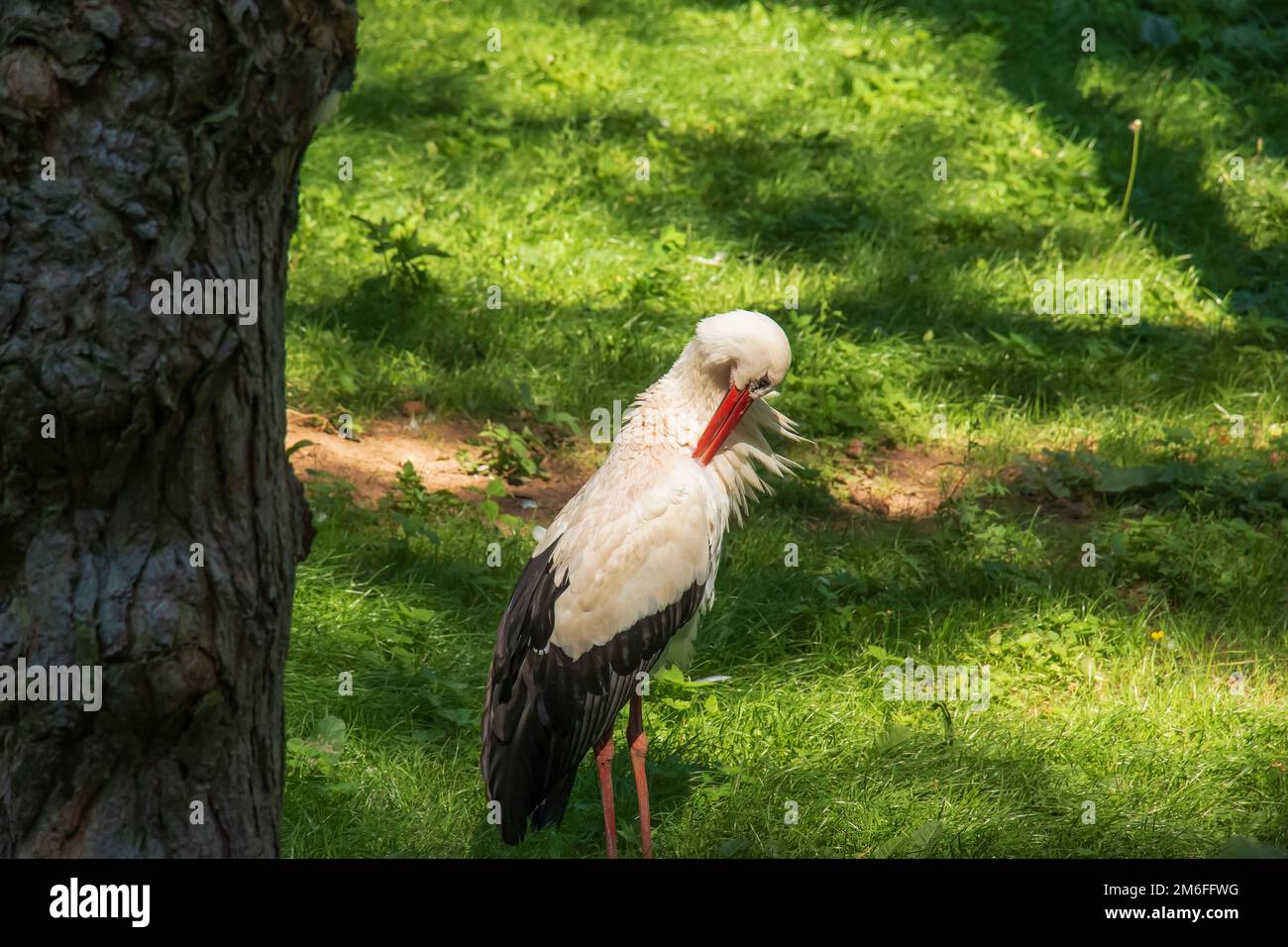 Cicogna europea, Ciconia ciconia, in ambiente naturale, inizio estate. Foto Stock