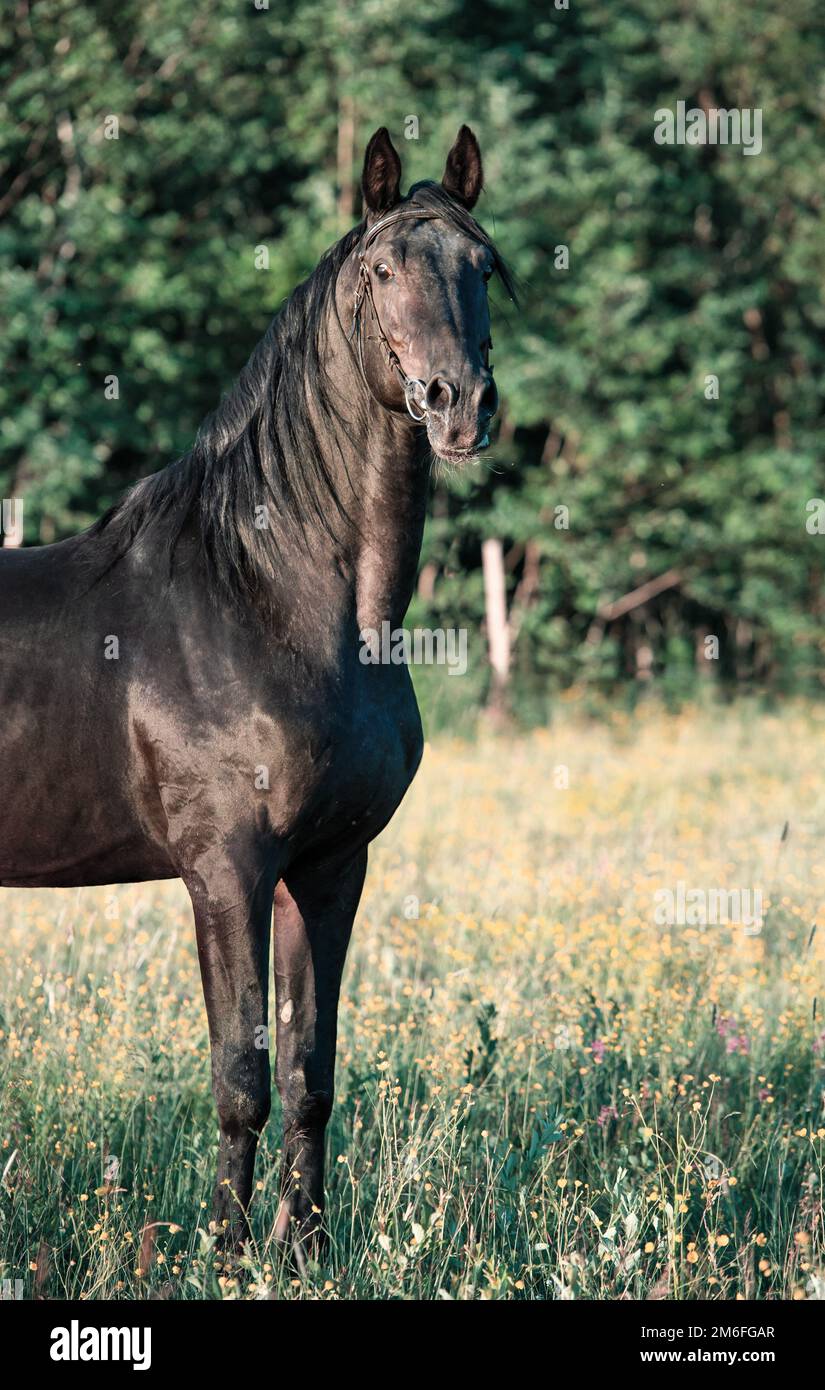 Ritratto dello stallone nero di allevamento Trakehner che si posa sul campo. Foto Stock