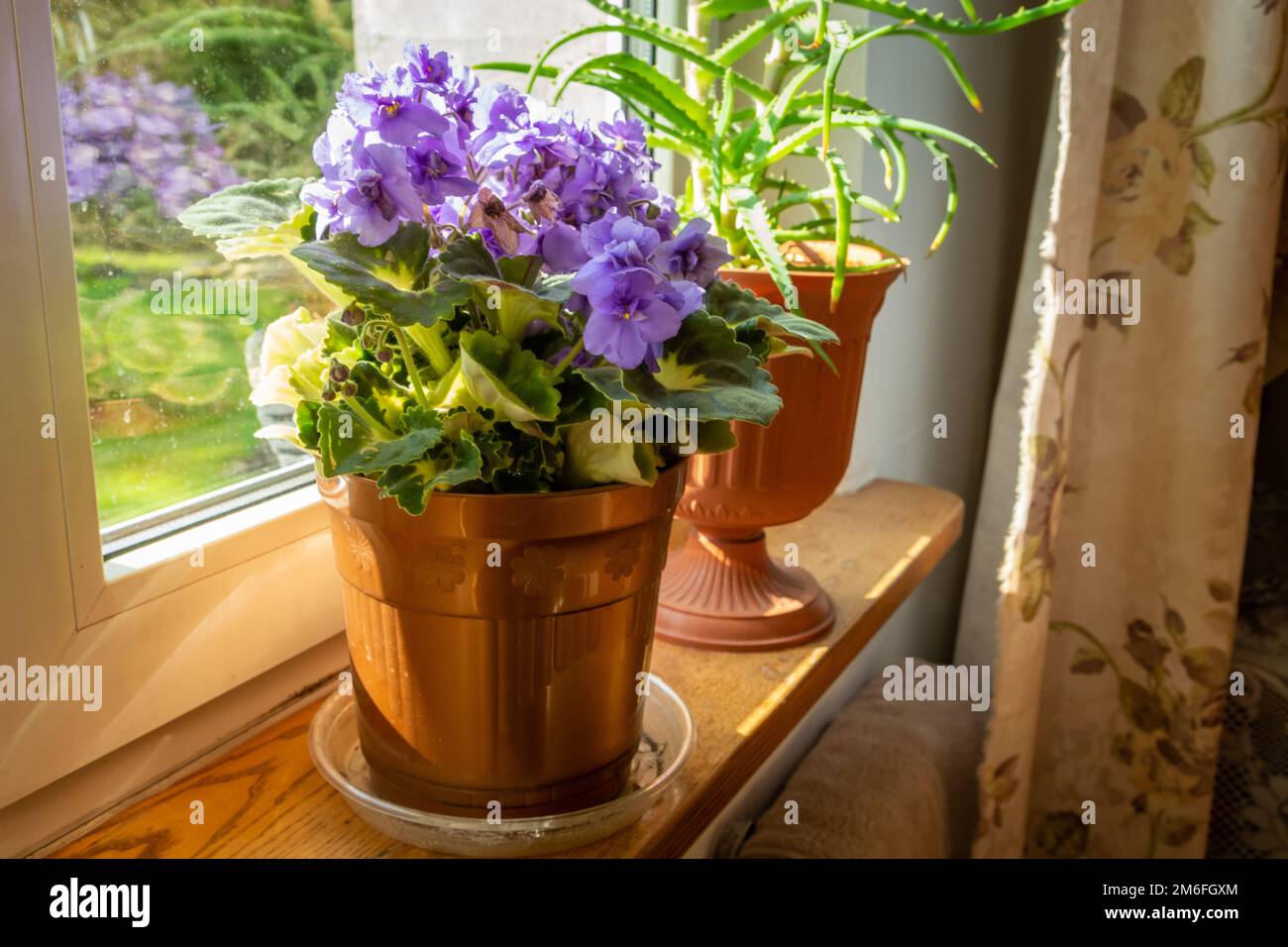 Fiori violetti in una pentola sul davanzale della finestra Foto Stock