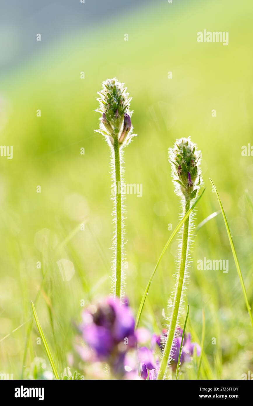 L'erba si stacca alla luce del mattino Foto Stock