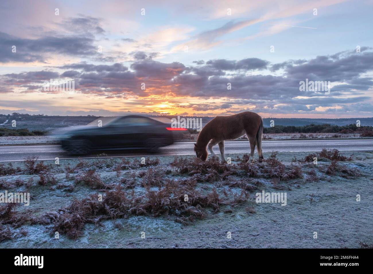 New Forest National Park, Hampshire, inverno 2023 Foto Stock