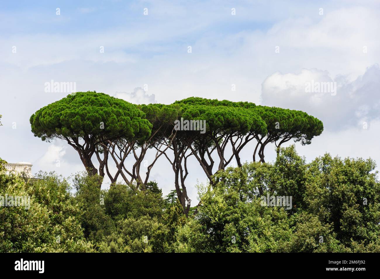 Vista sul parco di Roma con tipici alberi di pino ombrellone Foto Stock