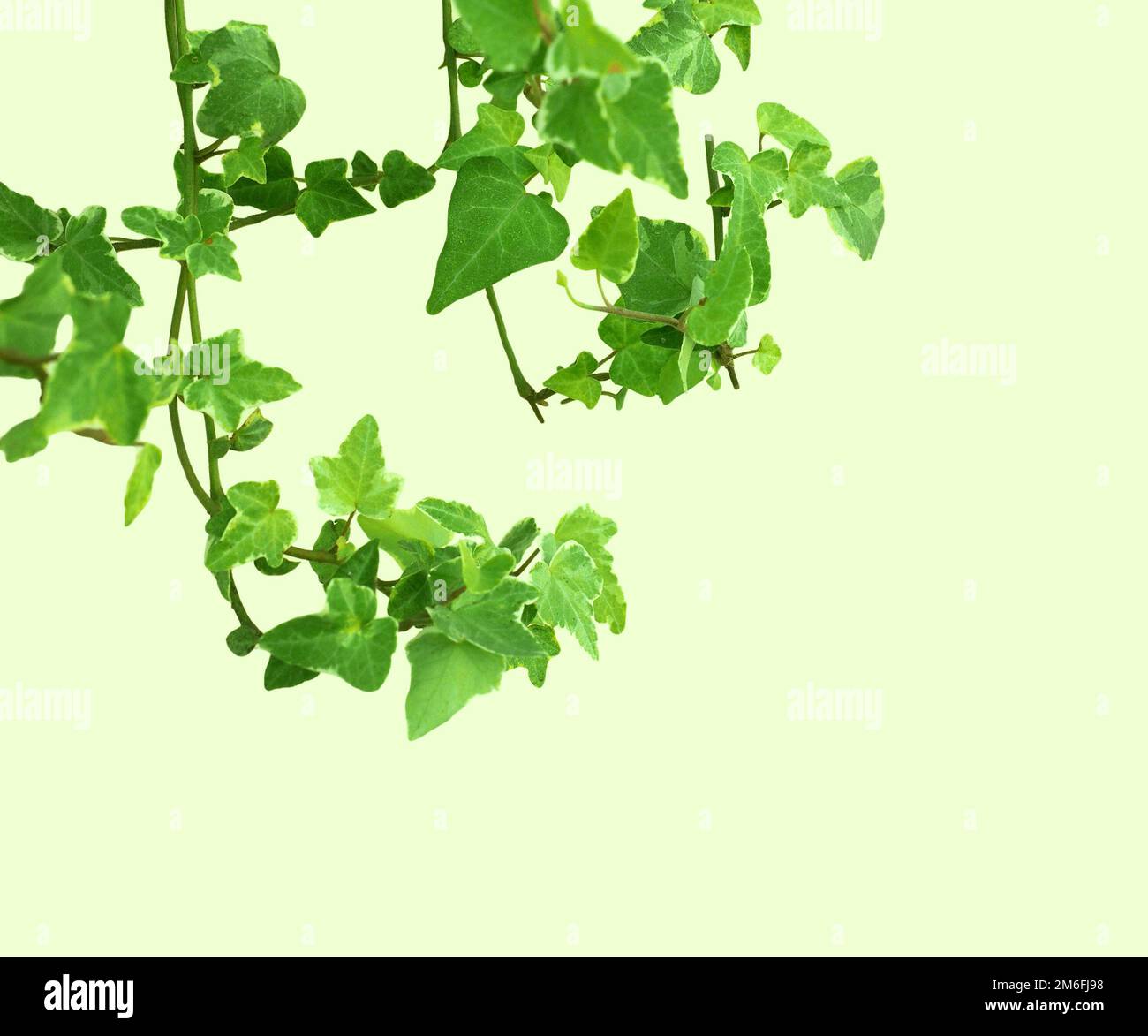 Ivy pianta isolata su verde chiaro con spazio di copia Foto Stock