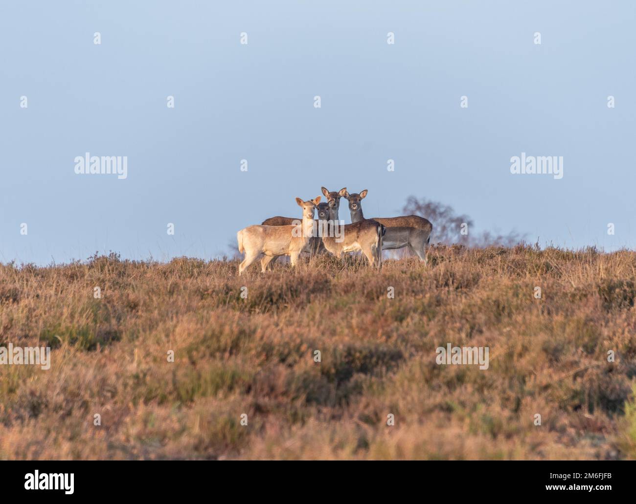 New Forest National Park, Hampshire, inverno 2023 Foto Stock