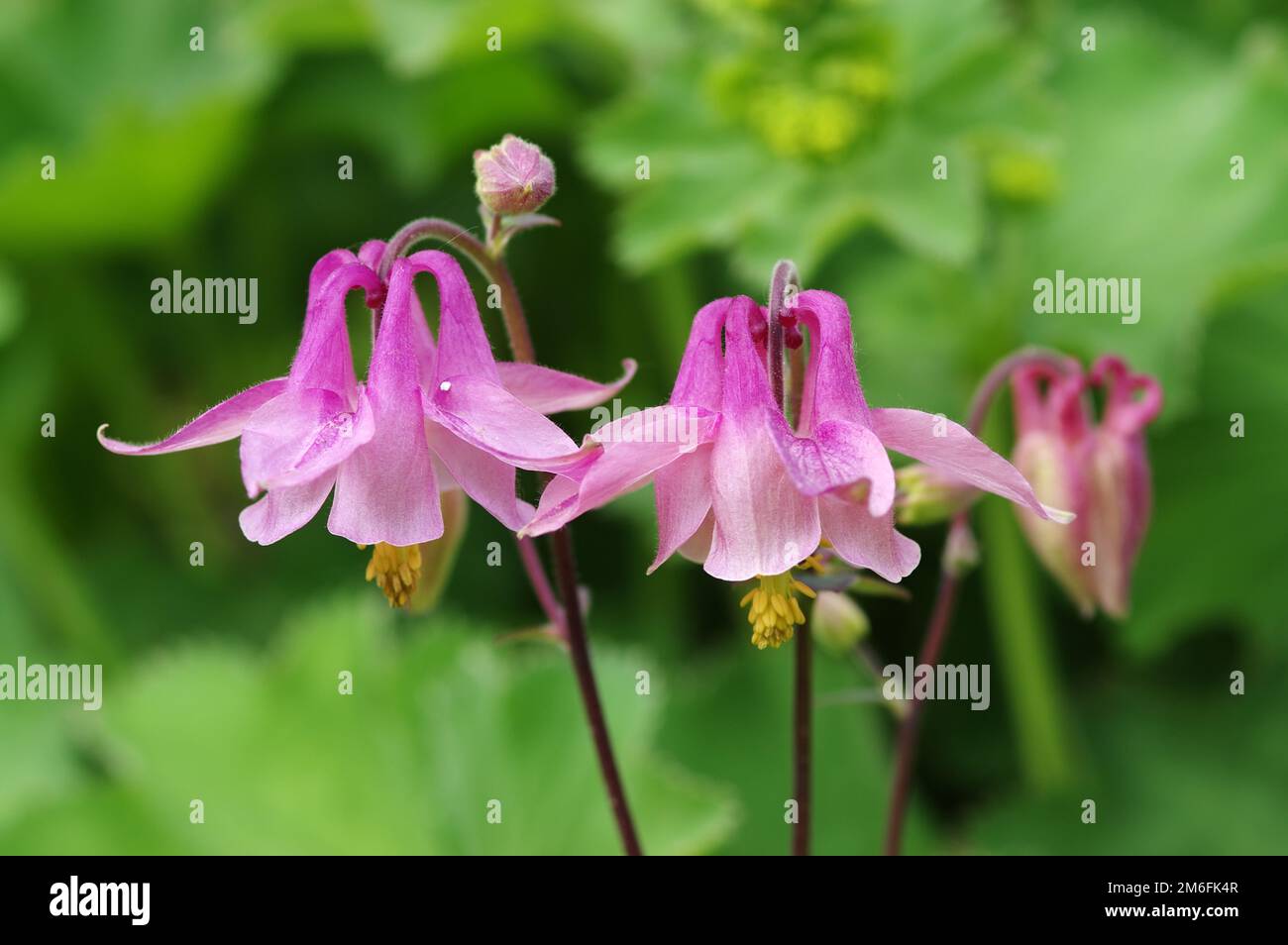 Columbine infiorescenza Foto Stock