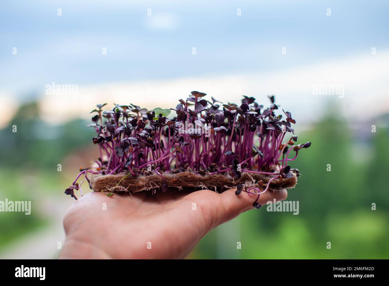 Germogli di rafano micro-verdi viola in mano. Foto Stock
