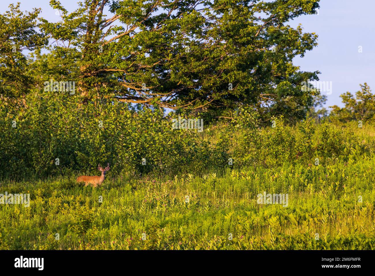 White-tailed buck in Wisconsin settentrionale. Foto Stock