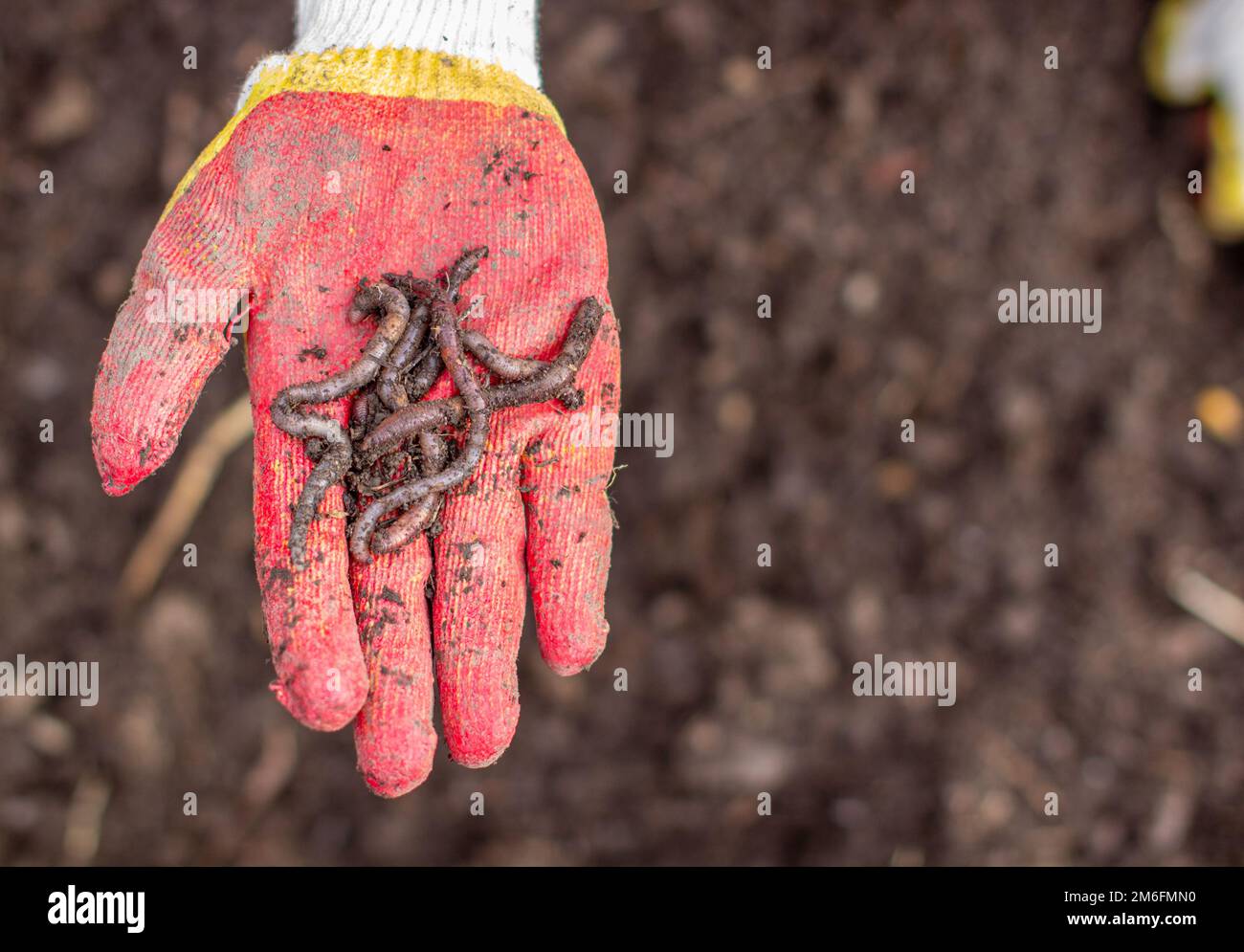 Patate di scavo nel giardino. Vermi nella mano. Foto Stock