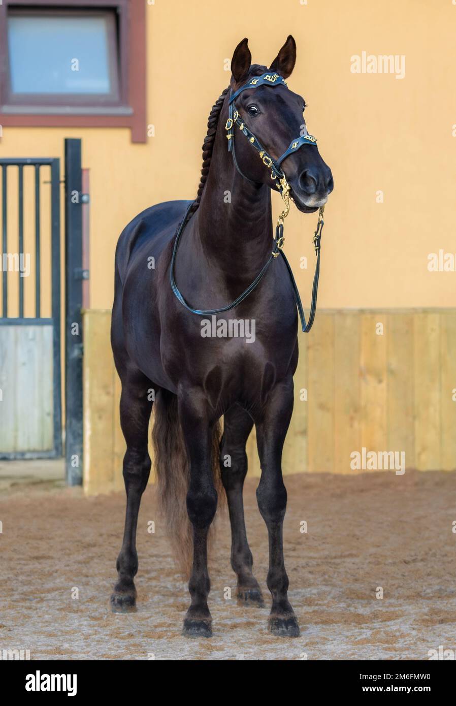 Cavallo portoghese in portoghese barocca bridle stand in paddock. Foto Stock