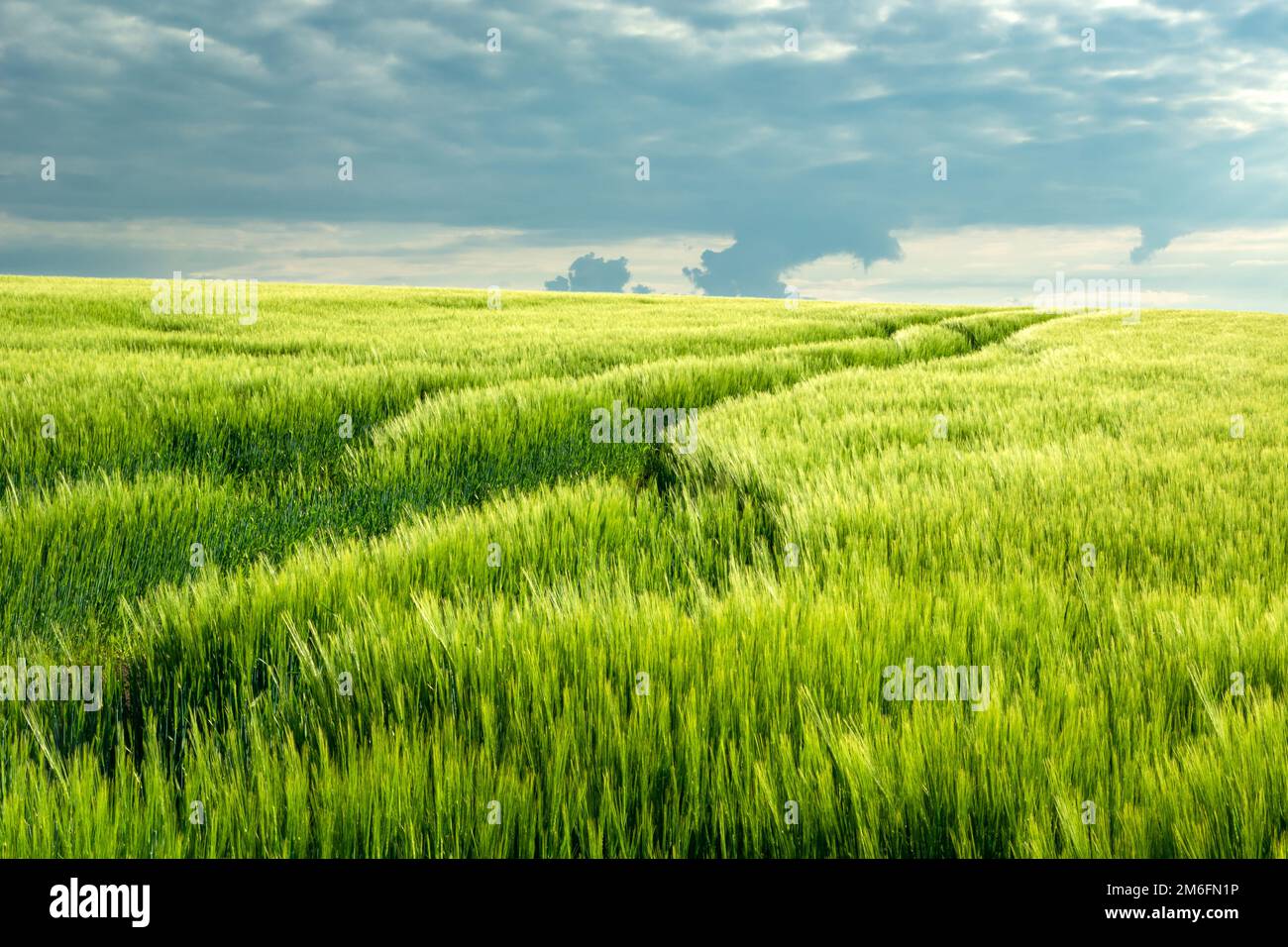 Campo di orzo verde su un poggio e cielo nuvoloso Foto Stock