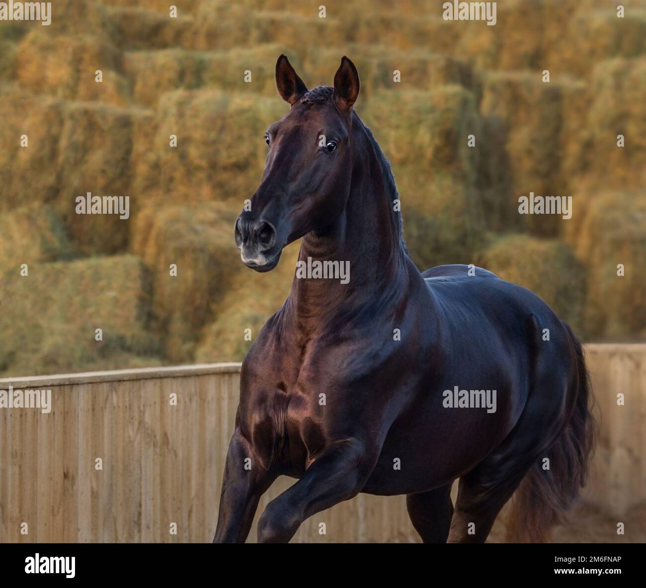 Cavallo portoghese in movimento sullo sfondo della natura alla luce del tramonto. Foto Stock