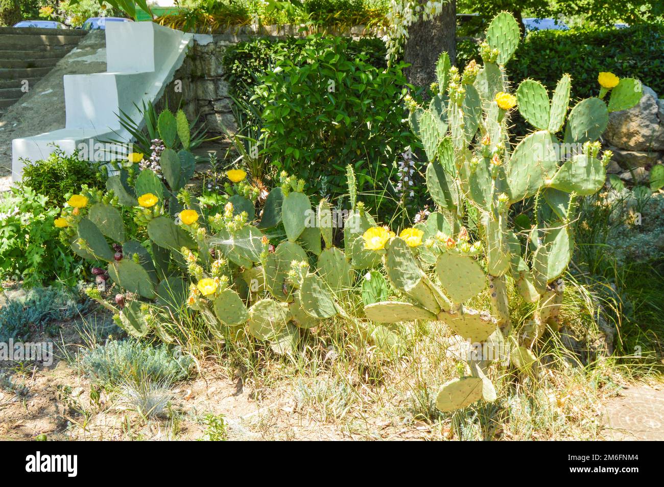 Cactus di pera di prickly con i fiori gialli numerosi, cresce nel parco, all'aperto Foto Stock