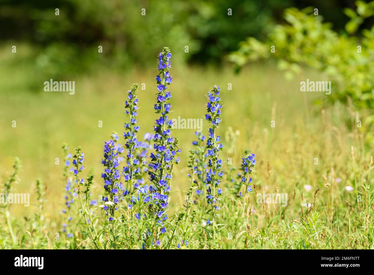 Fiori del comune bruise Ã vulgÃ¡échium re Foto Stock