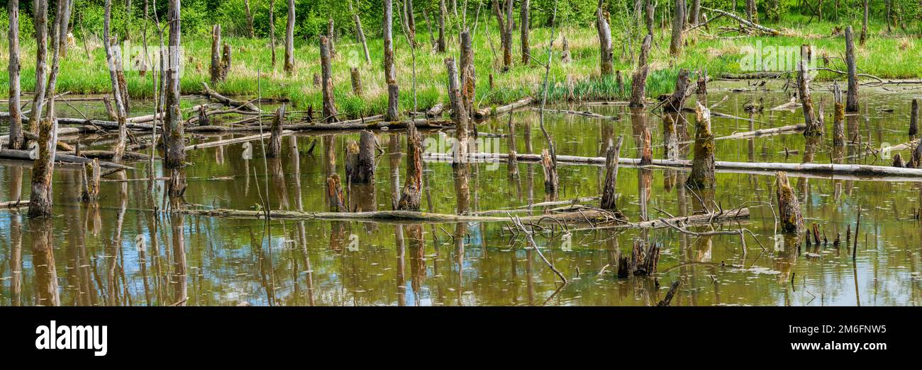 Acqua e biotopo con il legno morto come habitat Foto Stock