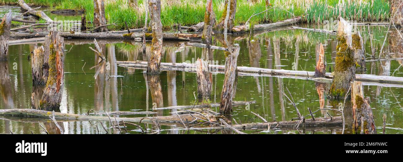 Biotopo con ceppi di alberi in acqua Foto Stock