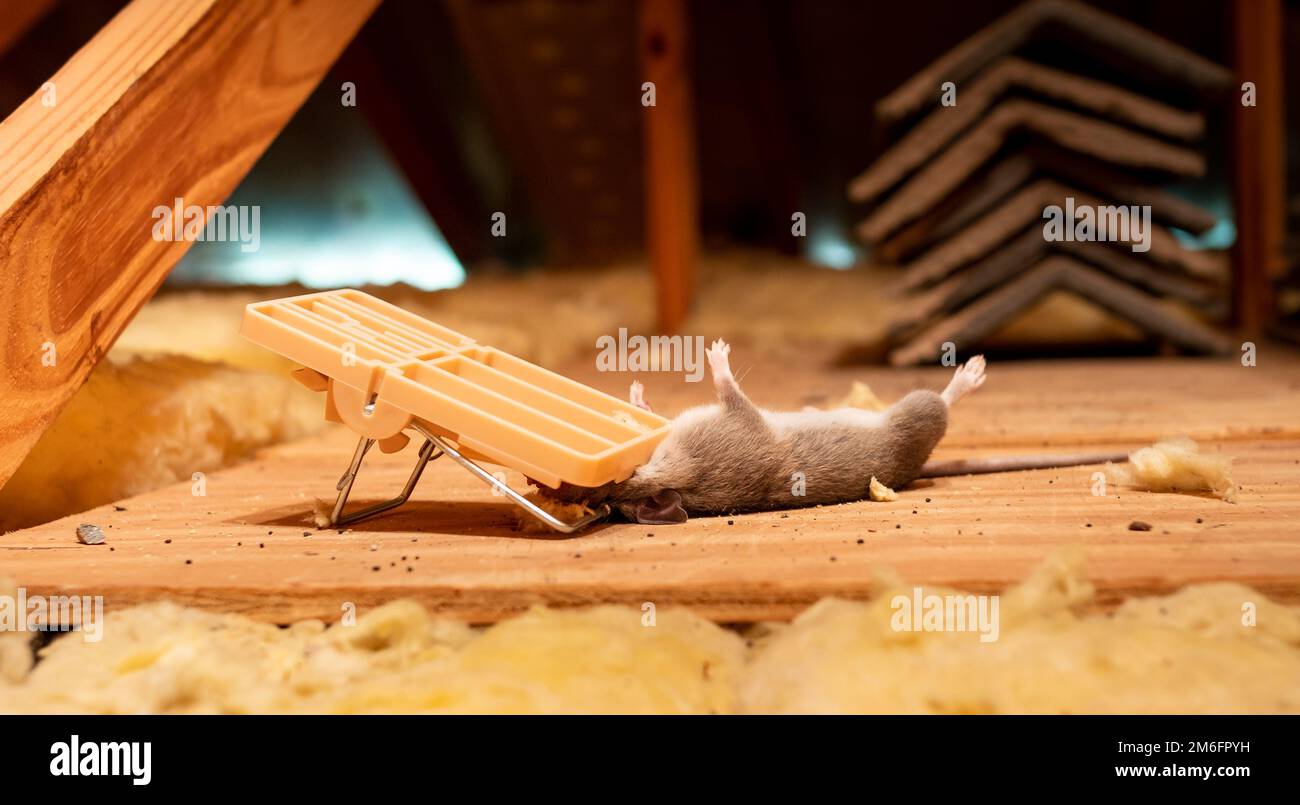 Ratto morto catturato in exterminator snap trappola mouse. Servizio di rimozione di parassiti e roditori. Foto Stock