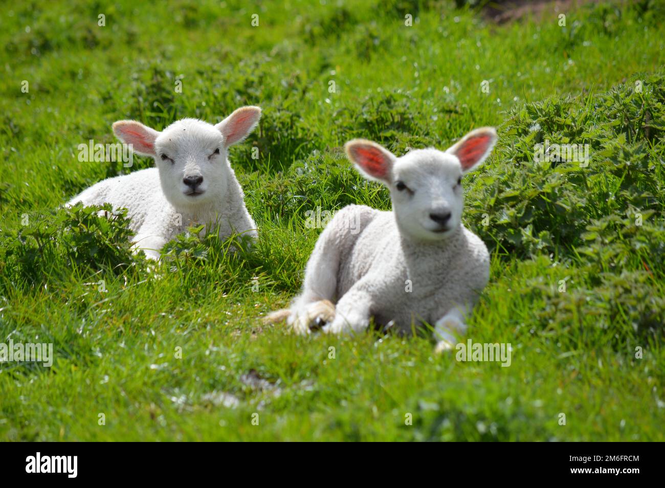 Due agnelli che riposano in un campo primaverile Foto Stock