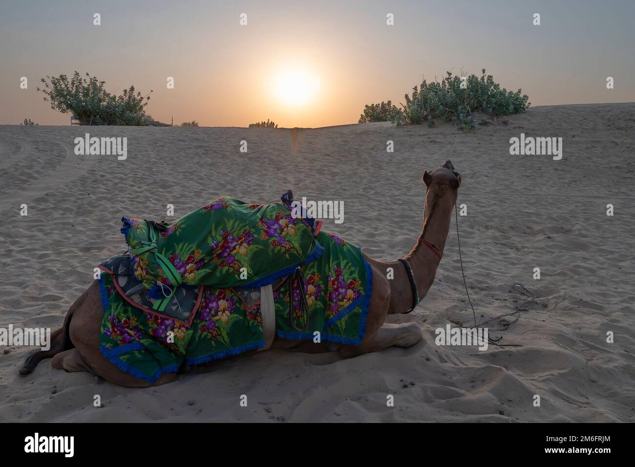 Sole che sorge all'orizzonte del deserto di Thar, Rajasthan, India. Dromedario, dromedario cammello, arabo cammello, o un-humped cammello con colorato Rajasthani dr Foto Stock