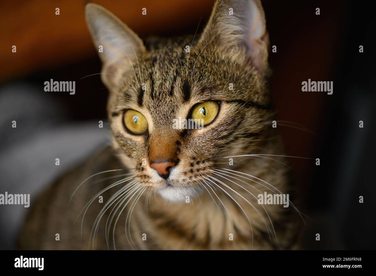 Ritratto di giovane gatto shorthair europeo Foto Stock
